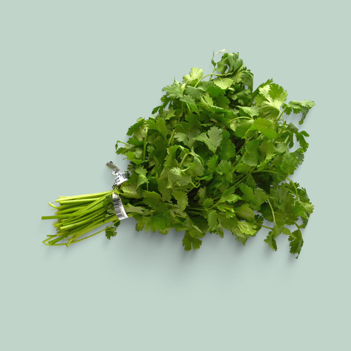 Cilantro