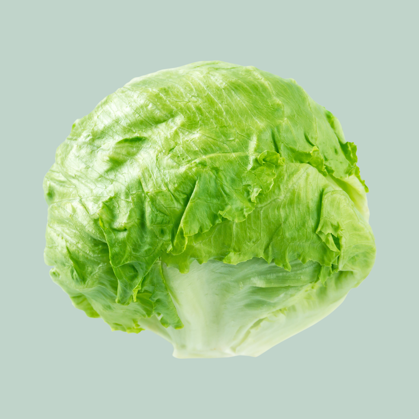 Lechuga